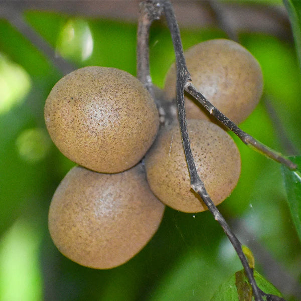 Kepel Exotic Fruit Plants (Stelechocarpus Burahol)