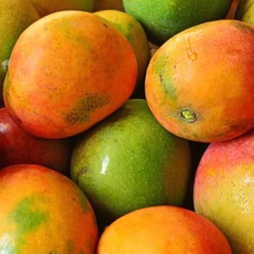 Kottukonam Mango Exotic Fruit Plants