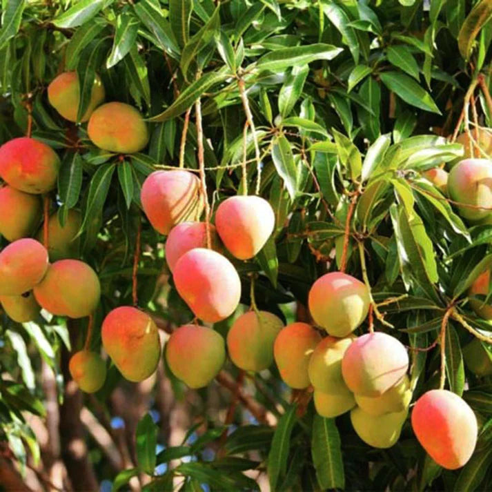 Kottukonam Mango Exotic Fruit Plants