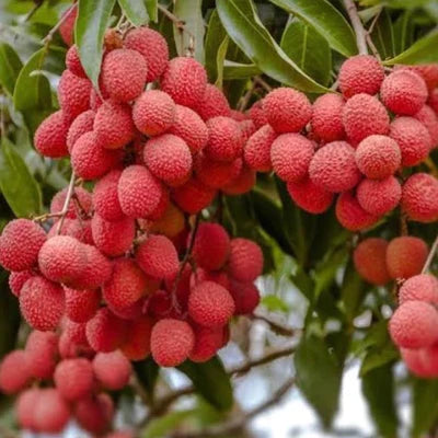 Litchee Exotic Fruit Plants (Litchi Chinensis)