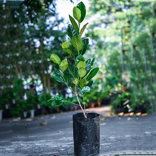 Vietnam Super Early Yellow Exotic Fruit Plants