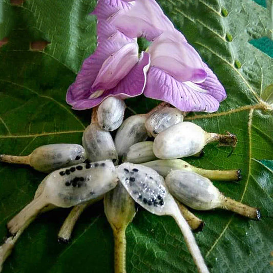 Lemba Exotic Fruit Plants (Curculigo Capitulata)