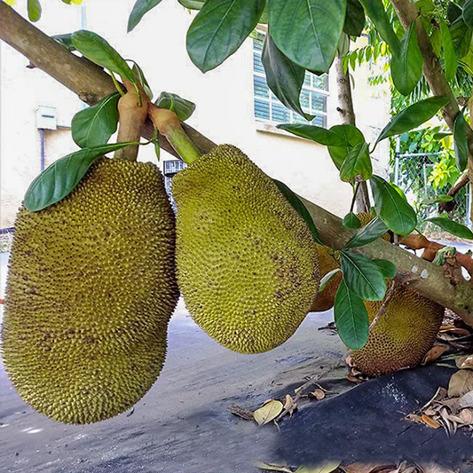 Cheena Chempedak Exotic Fruit Plants