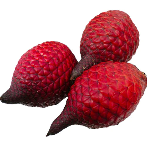 Ridan Exotic Fruit Plants (Salacca Affinis)