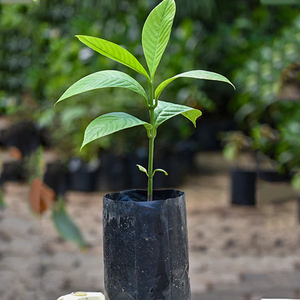 Bor-Thekera Exotic Fruit Plants (Garcinia Pedunculata)