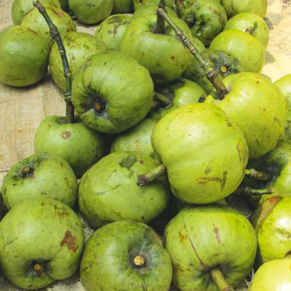 Bor-Thekera Exotic Fruit Plants (Garcinia Pedunculata)