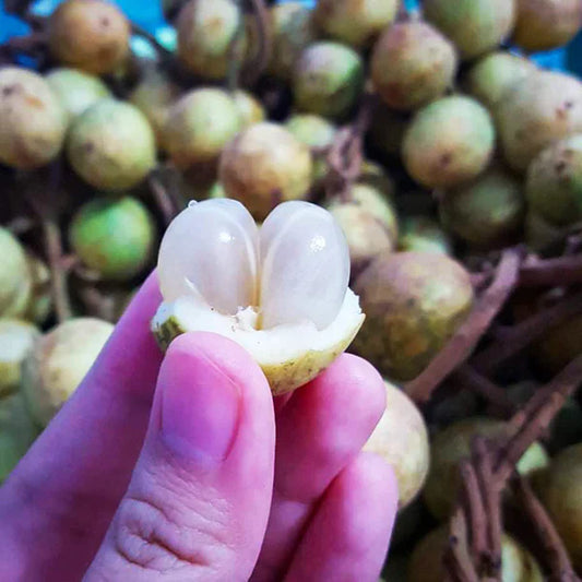 White Rambai Exotic Fruit Plants (Baccaurea Motleyana)