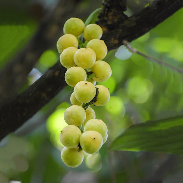 Burmese Grape Exotic Fruit Plants (Baccaurea ramiflora)