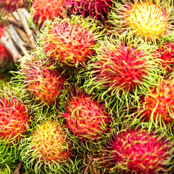 Rambutan Rongrien Exotic Fruit Plants