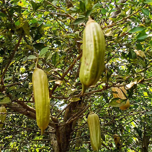 Candle Exotic Fruit Plants (Parmentiera Cereifera)