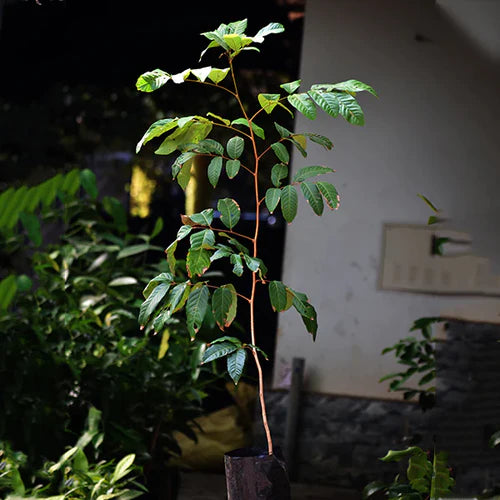 Rambutan Rongrien Exotic Fruit Plants