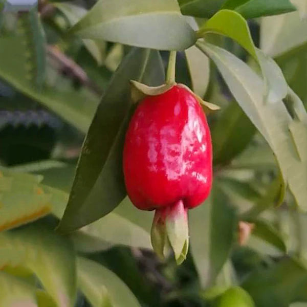 Cherry of De Rio Grande Exotic Fruit Plants (Eugenia Involucrata)