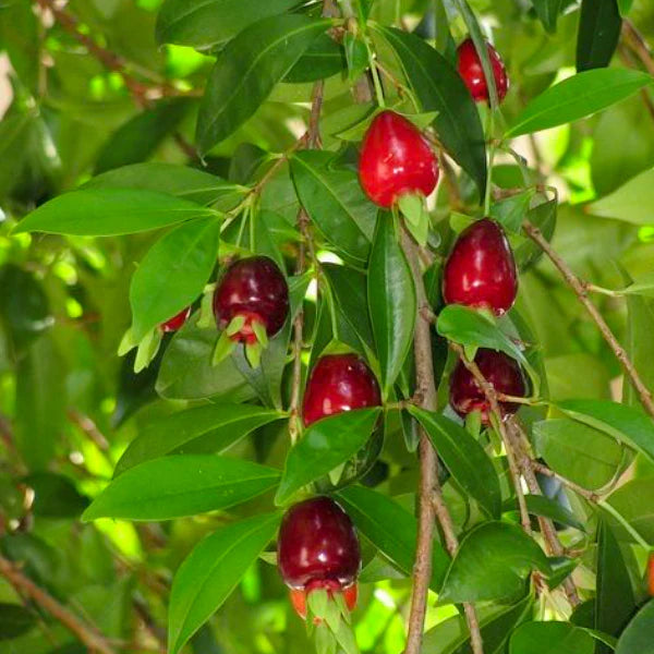 Cherry of De Rio Grande Exotic Fruit Plants (Eugenia Involucrata)