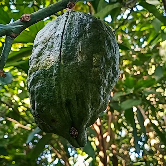 Kola Nut Exotic Fruit Plants (Cola Acuminata)