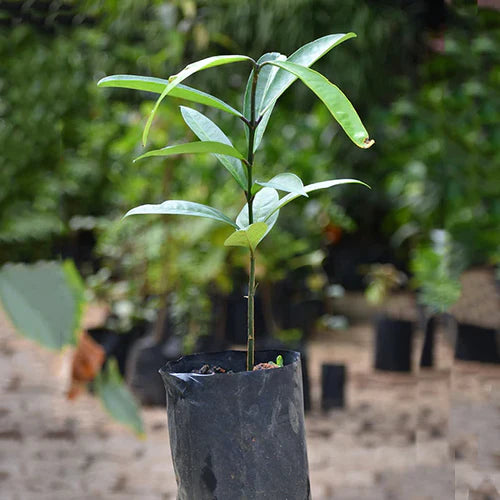 Mundu Exotic Fruit Plants (Garcinia Dulcis)