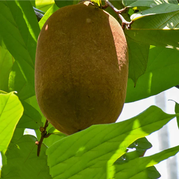 Cupassu Fruit Exotic Fruit Plants (Theobroma Grandiflorum)