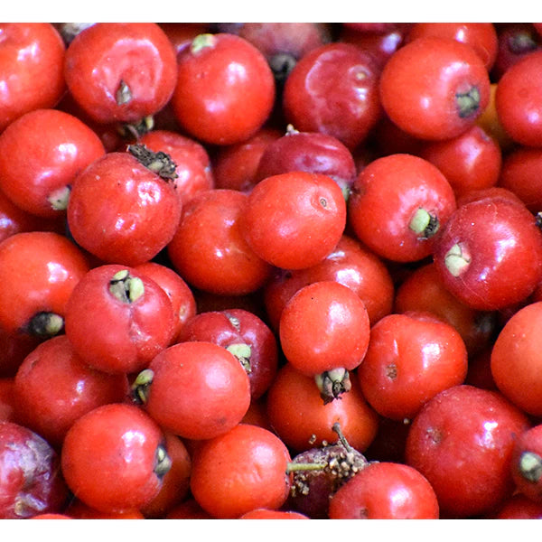Cedar Bay Cherry Exotic Fruit Plants (Eugenia Reinwardtiana)