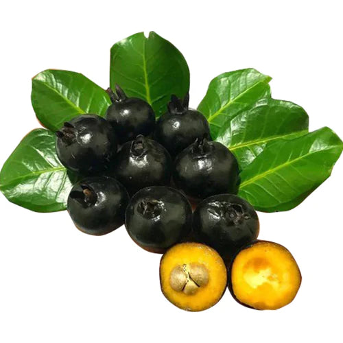 Grumixama Mirim Exotic Fruit Plants (Eugenia itaguahiensis)
