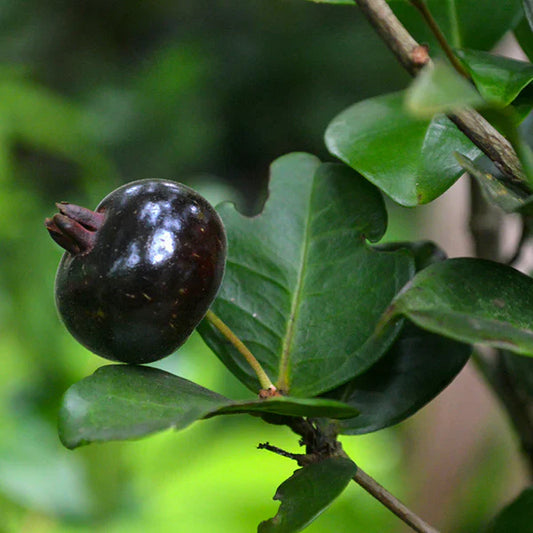 Grumixama Mirim Exotic Fruit Plants (Eugenia itaguahiensis)