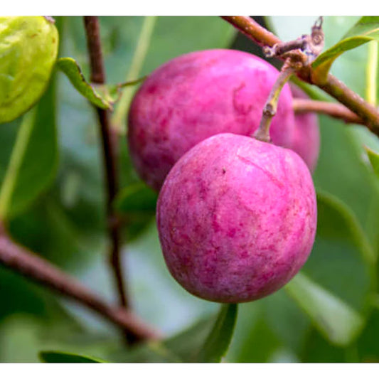 Cocoplum Exotic Fruit Plants (Chrysobalanus Icaco)