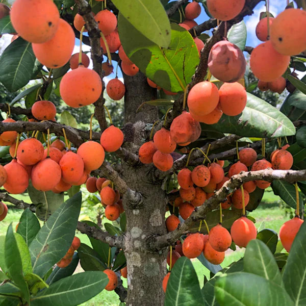 Imbe Fruit Exotic Fruit Plants (Garcinia Livingstonei)