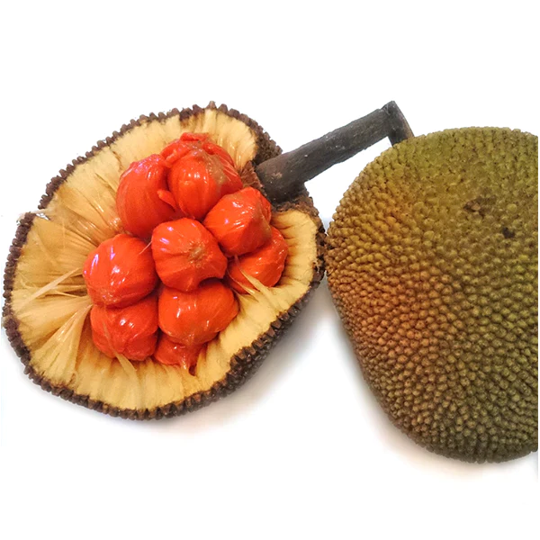 Keledang Exotic Fruit Plants (Artocarpus Lanceifolius)