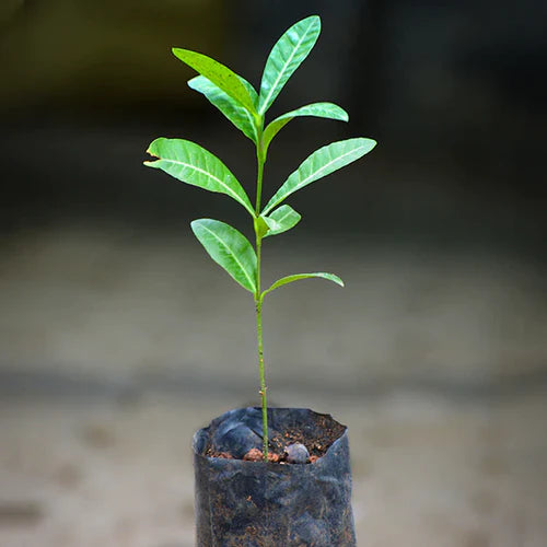 Imbe Fruit Exotic Fruit Plants (Garcinia Livingstonei)