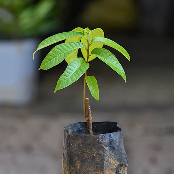 Kesusu Exotic Fruit Plants (Prainea Limpato)