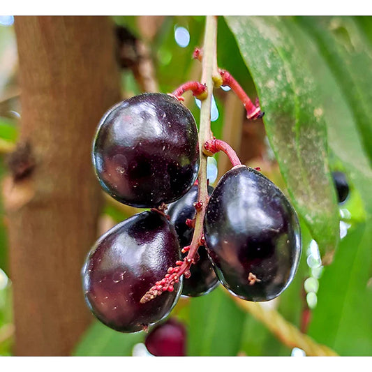 Chamaliang Exotic Fruit Plants (Lepisanthes Fruticosa)