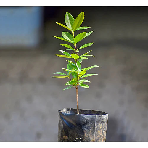 Grumichama Exotic Fruit Plants (Eugenia brasiliensis)