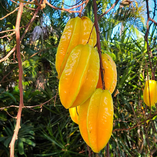 Carambola Exotic Fruit Plants (Averrhoa Carambola)