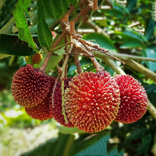 Pulasan Exotic Fruit Plants (Nephelium Mutabile)