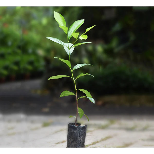 Black Sapote Exotic Fruit Plants (Diospyros Nigra)