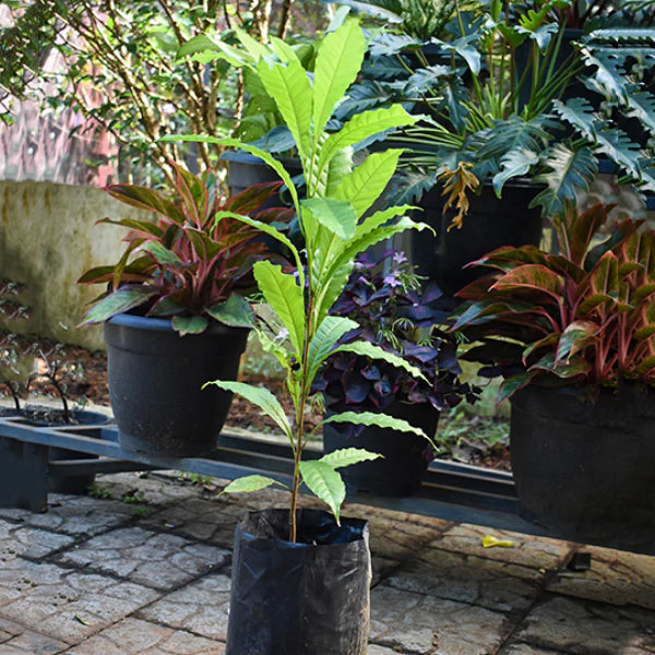 Abiu Fruit Exotic Fruit Plants (Pouteria Caimito)