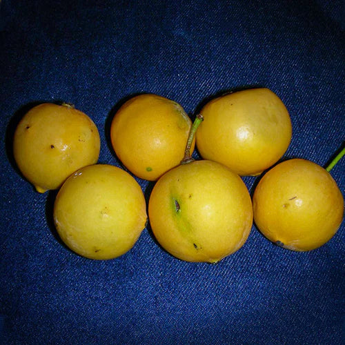 Mexican Garcinia Exotic Fruit Plants (Luc's) (Garcinia mexicana)