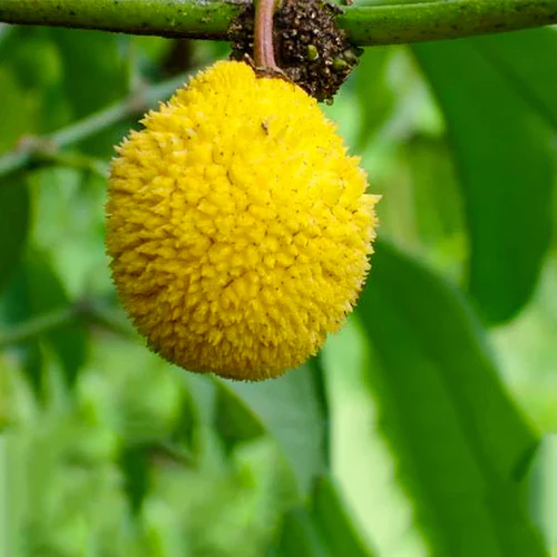 Madrono Exotic Fruit Plants (Garcinia Madruno)