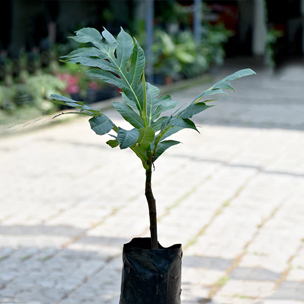 Breadfruit Exotic Fruit Plants (Artocarpus Altilis)