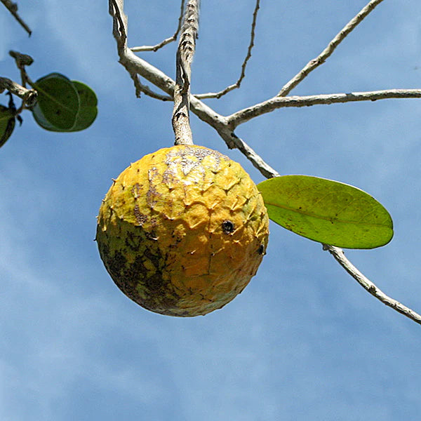 Beach Sugar Apple Exotic Fruit Plants (Annona Salzmannii)