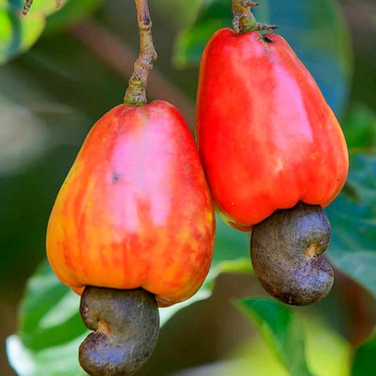 Cashewnut Exotic Fruit Plants (Anacardium Occidentale)