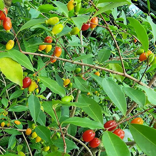 Pitanga de Perdiz Exotic Fruit Plants(Eugenia Observa)
