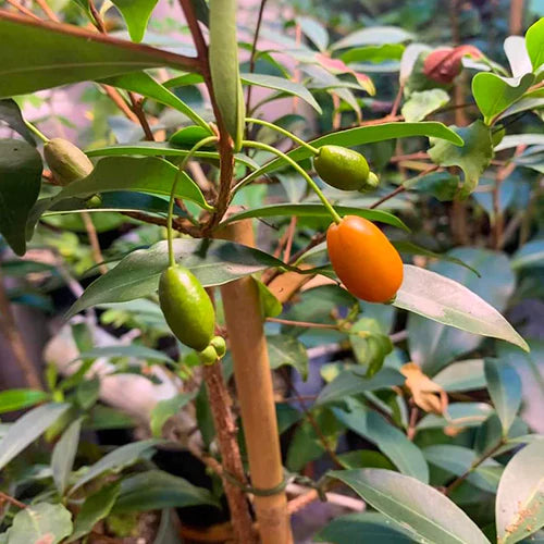 Pitanga de Perdiz Exotic Fruit Plants(Eugenia Observa)