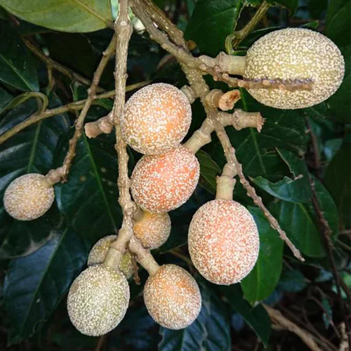 Madhubilata Exotic Fruit Plants (Stixis Suaveolens)