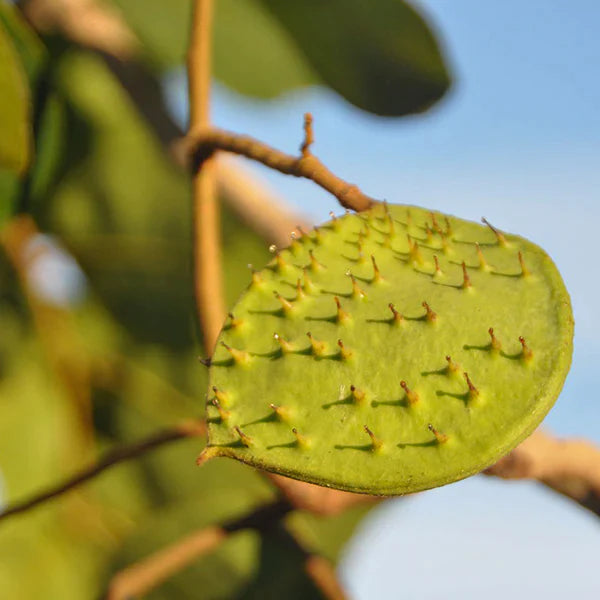 Kor Koh Exotic Fruit Plants (Sindora Siamensis)