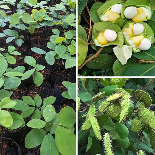 Kor Koh Exotic Fruit Plants (Sindora Siamensis)