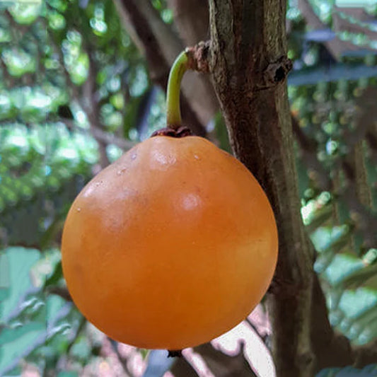 Russell Sweet Garcinia Exotic Fruit Plants (Garcinia Russelii)