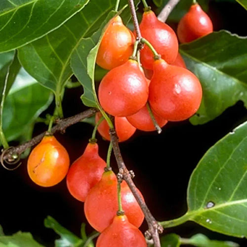 Lolly Berry Exotic Fruit Plants (Salacia Chinensis)