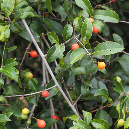 Lolly Berry Exotic Fruit Plants (Salacia Chinensis)