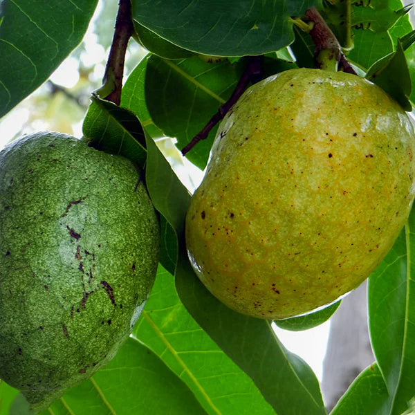 Pond Apple Exotic Fruit Plants (Annona Glabra)