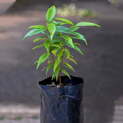 Rainforest Plum Exotic Fruit Plants (Eugenia candolleana)