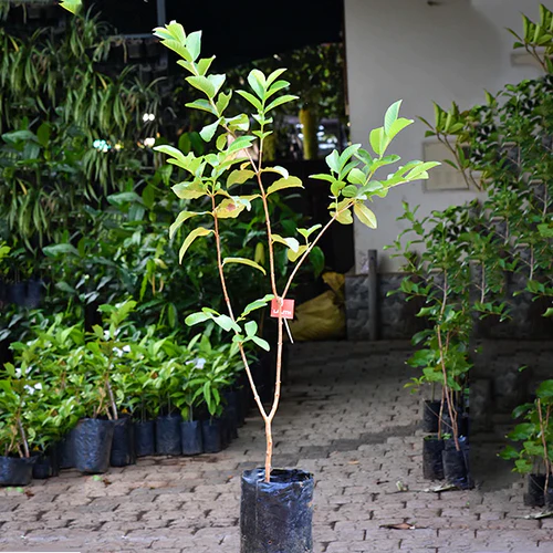 L 49 Guava Exotic Fruit Plants